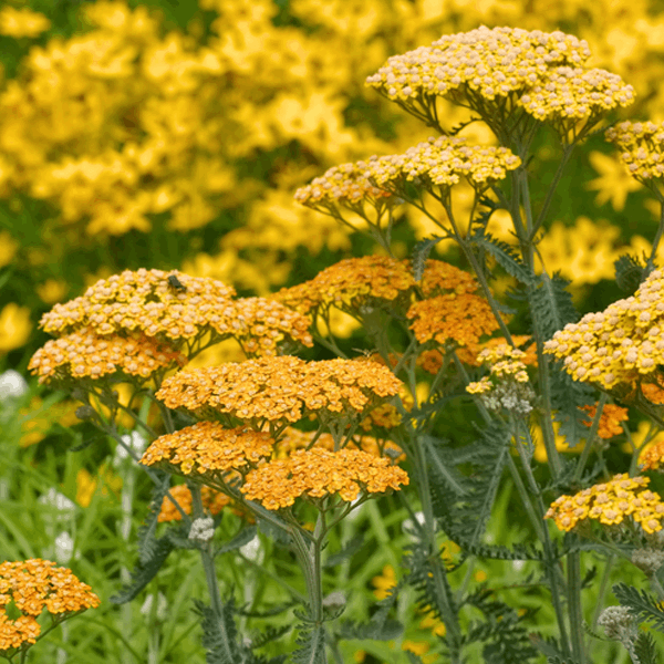 Achillea Terracotta