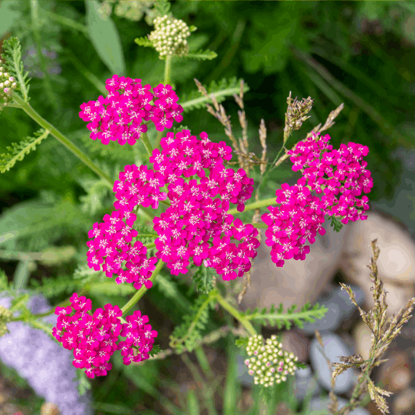 Achillea Millefolium Cerise Queen Success