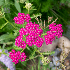 Achillea millefolium 'Cerise Queen'