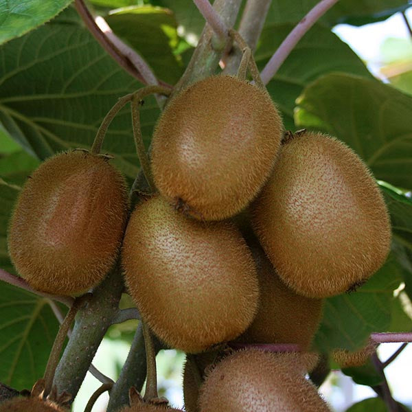 Actinidia Jenny - Kiwi Fruit Jenny plants grow on a vine with vibrant green leaves, making them perfect for small space gardening. These thriving plants add a delightful and productive feature to any compact garden setting.