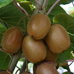 Actinidia Jenny - Kiwi Fruit Jenny