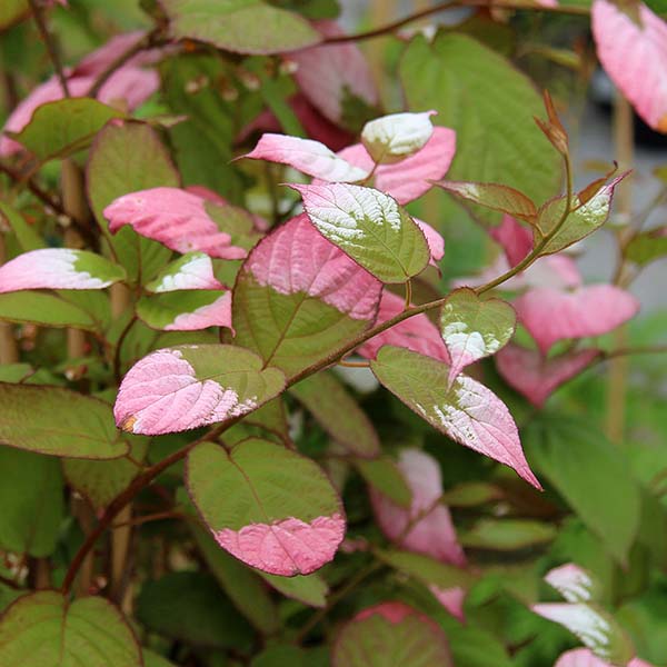 The Actinidia kolomikta - Kolomikta Vine is valued for its ornamental foliage, featuring green leaves adorned with striking pink and white variegation. Its cold hardiness makes it ideal for thriving in cooler climates.