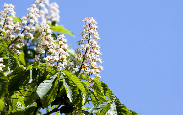 Hardy and Versatile for British Landscapes.