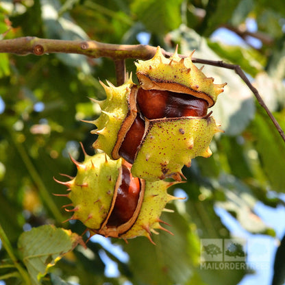 The Aesculus hippocastanum - Horse Chestnut Tree, with its spiky green husks, hangs from a branch against a backdrop of lush leaves, making it perfect for large gardens.