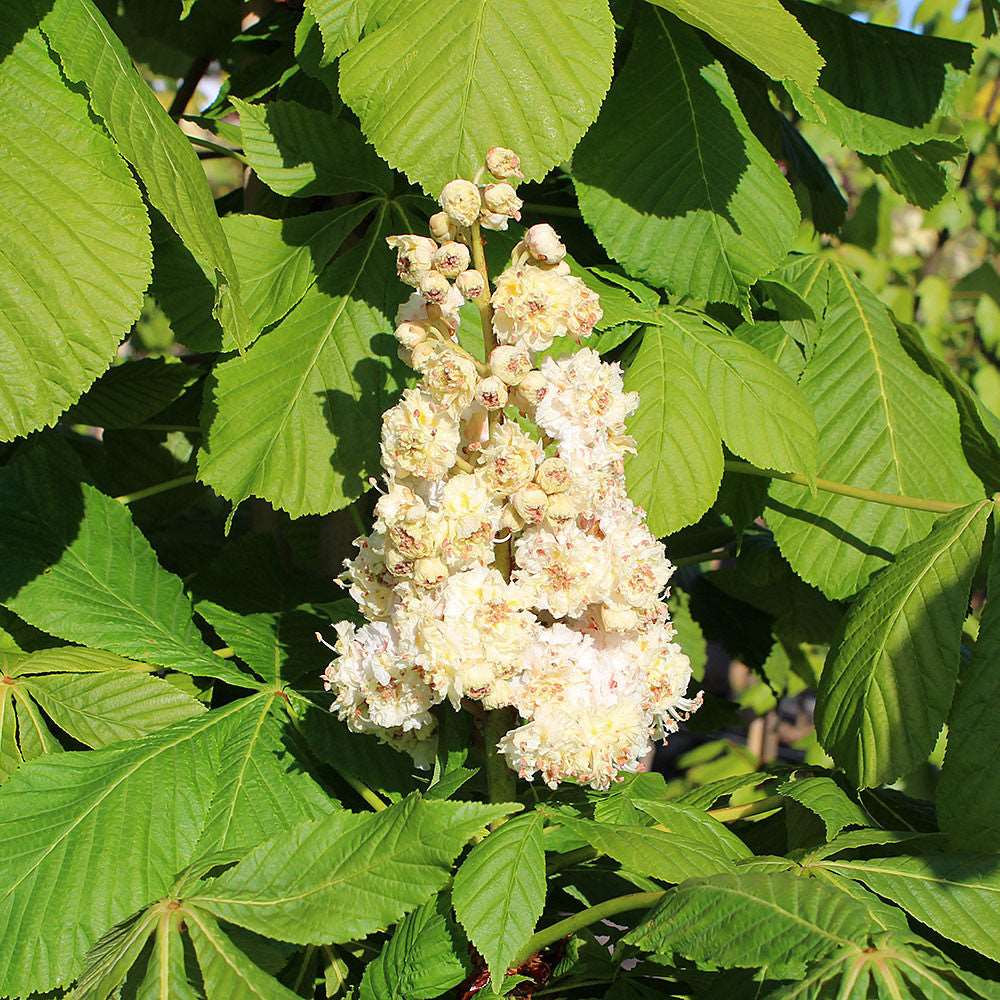 A collection of Aesculus hippocastanum - Horse Chestnut Tree blossoms, with their vibrant white flowers contrasting against the luxuriant green foliage, makes an impressive show in expansive gardens.