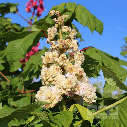 A vivid cluster of pinkish-white flowers from the Aesculus hippocastanum - Horse Chestnut Tree, adorned with lush green leaves, stands out beautifully against the clear blue sky, making it an ideal choice for large gardens.