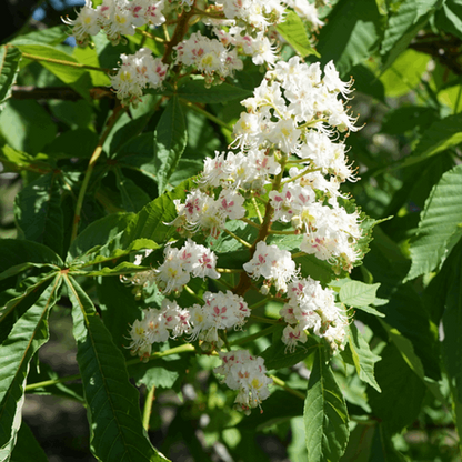 Amidst expansive gardens, the Horse Chestnut Tree (Aesculus hippocastanum) showcases its magnificent white and pink flowers, set against a backdrop of vibrant green foliage.