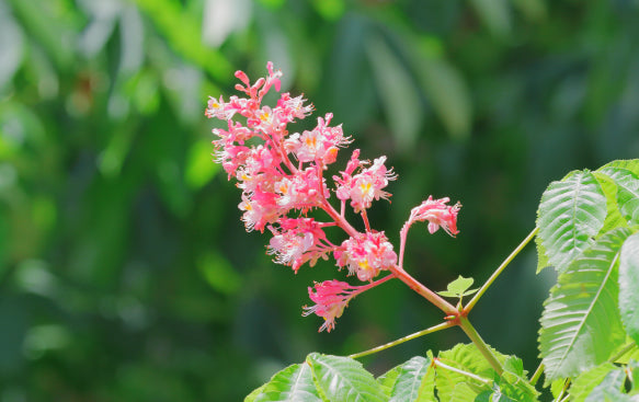 Aesculus: A Grand Presence with Iconic Blooms.