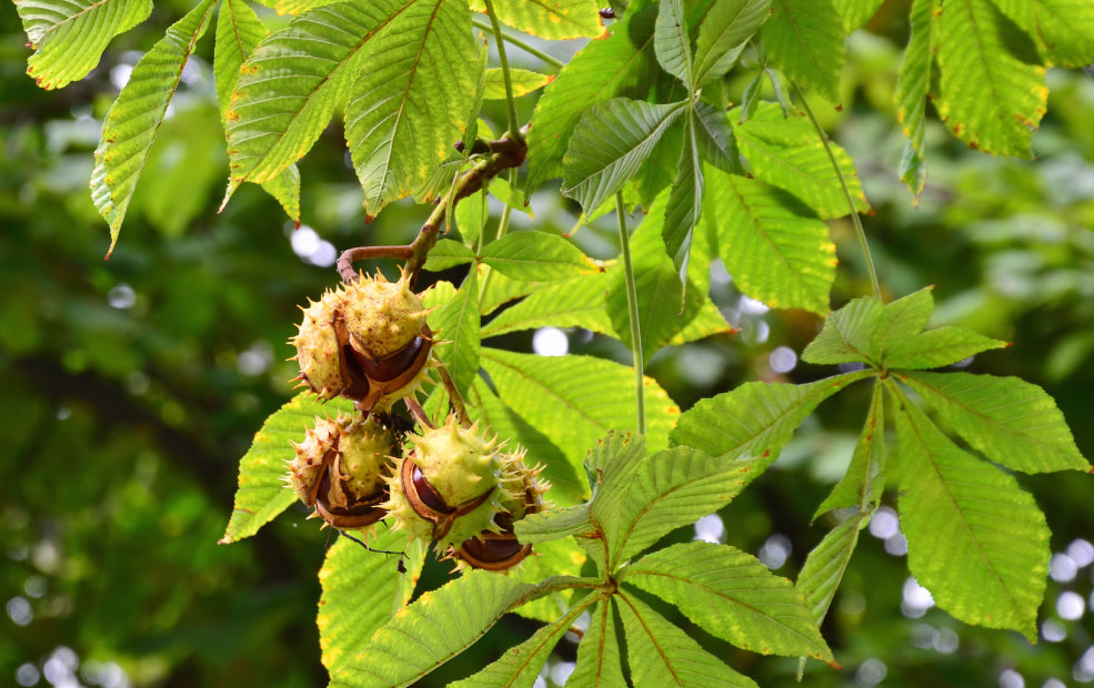 An Autumn Treasure for Children and Wildlife.