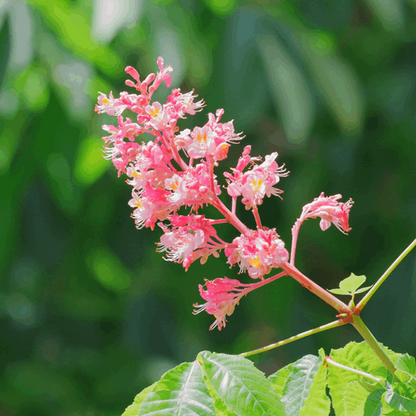 A cluster of vibrant pink flowers with yellow centres blooms on a tall stem, evocative of the blossoms on an Aesculus x carnea Briotii - Red Horse Chestnut Tree, surrounded by large green leaves against a blurred green backdrop.