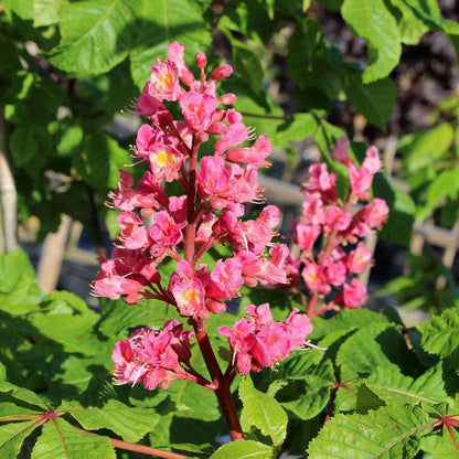 Close-up of vibrant pink flowers with yellow centres on a plant with large green leaves, often found on the Red Horse Chestnut Tree (Aesculus x carnea Briotii).