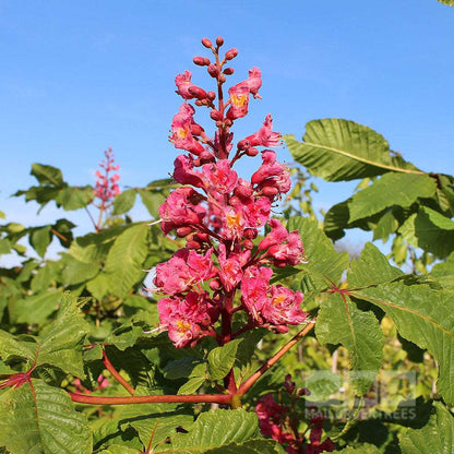 The Aesculus x carnea Briotii - Red Horse Chestnut Tree features vibrant red flowers with yellow centres, beautifully set against a backdrop of lush green leaves under a clear blue sky.