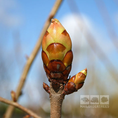 Close-up of an Aesculus x carnea Briotii bud against a blue sky, preparing to bloom. This deciduous Red Horse Chestnut Tree promises vibrant red flowers.