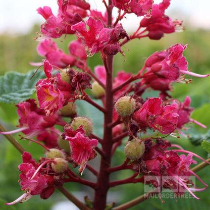 A detailed view of vivid pink flower clusters on a red stem, reminiscent of the enchanting blooms found in Aesculus x carnea Briotii - Red Horse Chestnut Tree, with a backdrop of lush green leaves.