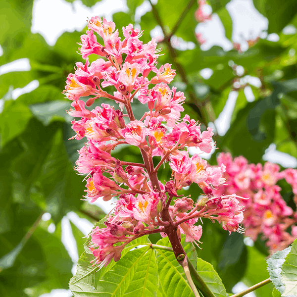 Close-up of a pink horse chestnut flower cluster surrounded by lush green leaves, a beautiful feature of the Aesculus x carnea Briotii - Red Horse Chestnut Tree, which is typically a deciduous tree with vibrant red flowers.