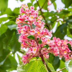 Aesculus x carnea Briotii - Red Horse Chestnut Tree