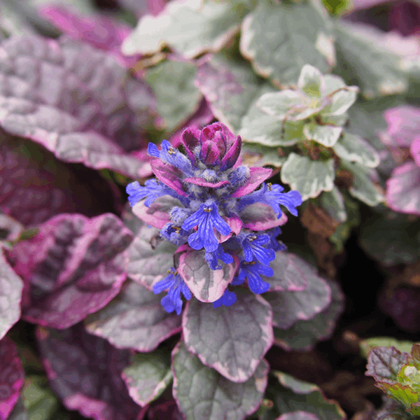 A close-up of the Ajuga reptans 'Burgundy Glow' highlights its stunning tri-coloured foliage, featuring beautiful purple and green variegation. At the centre, a cluster of small blue flowers enhances this perennial ground cover with a vibrant touch.