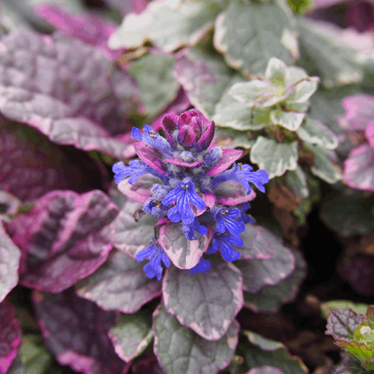 Ajuga reptans 'Burgundy Glow'