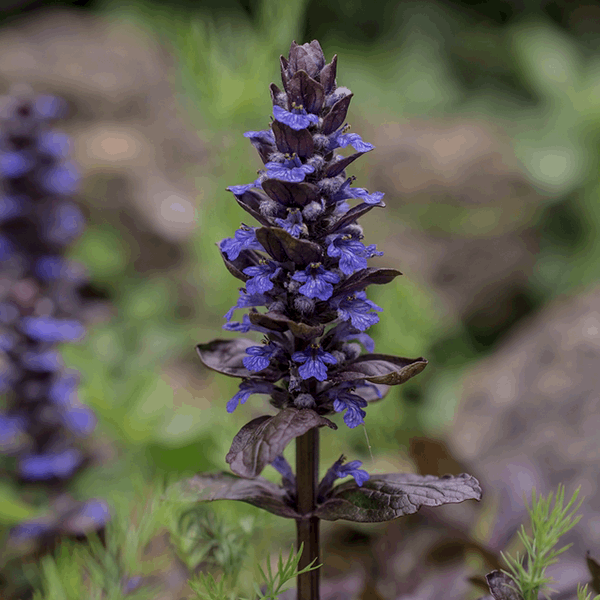 A tall, spiky bloom of the Ajuga reptans 'Mahogany' stands elegantly against a blurred natural backdrop, resembling a purple and blue wildflower akin to the Mahogany Bugleweed and symbolising both grace and nature's resilience. This perennial ground cover infuses any landscape with vibrant beauty.