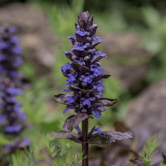 Ajuga reptans 'Mahogany'