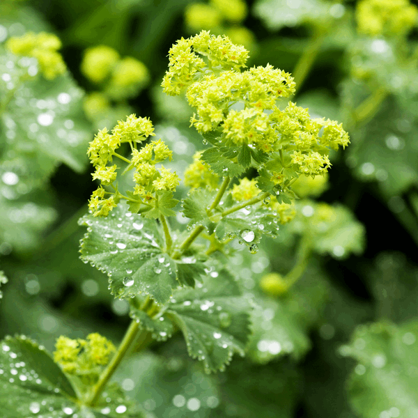 A close-up of the Alchemilla erythropoda, commonly known as Dwarf Lady's Mantle, highlights its dew-kissed leaves and delicate yellow flowers, showcasing this compact perennial's lush green beauty.