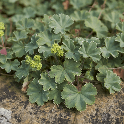 Alchemilla Erythropoda