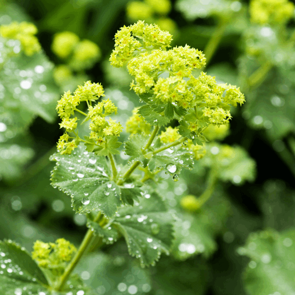 Close-up of Alchemilla mollis: a low-maintenance ground cover featuring dew-kissed serrated leaves and small, yellow-green flowers.