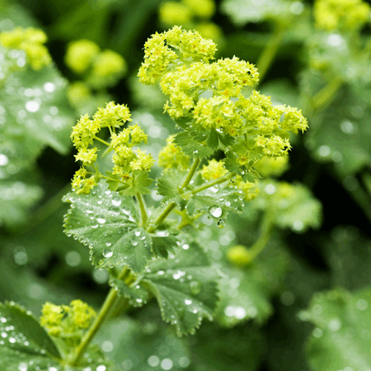 Alchemilla mollis