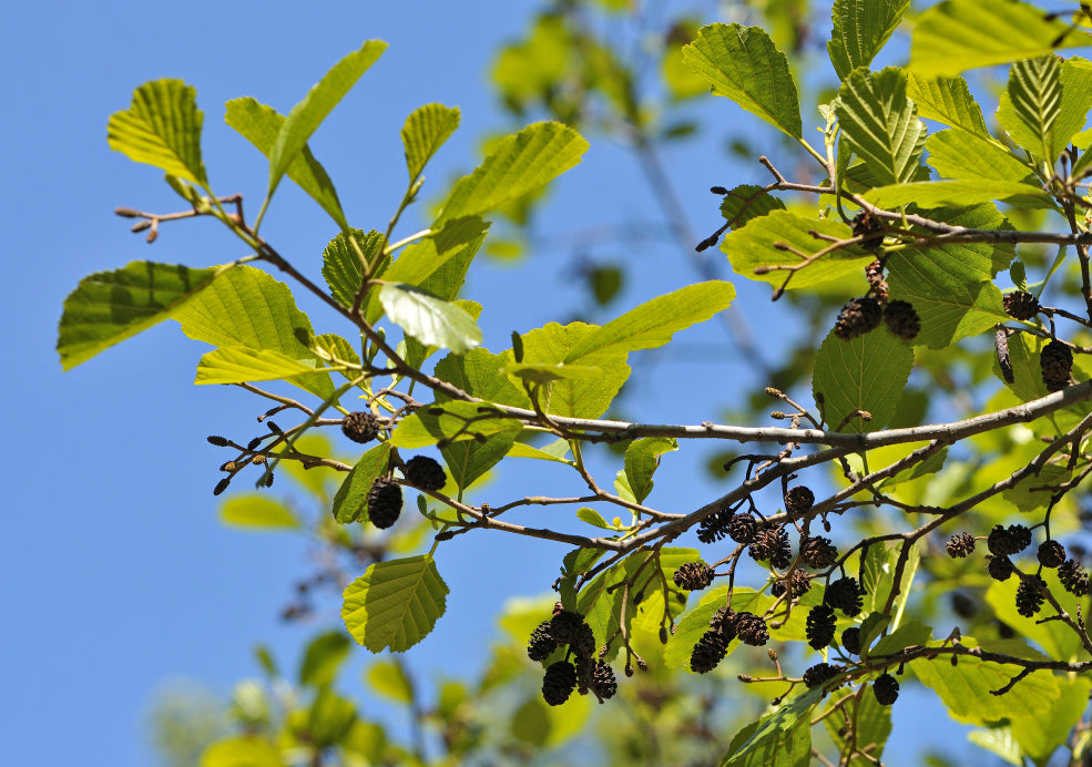 Alnus: Nature’s Hardy Helpers.