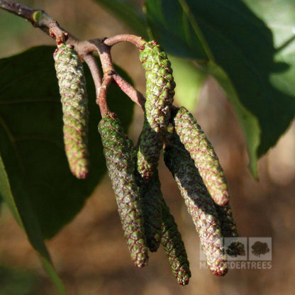 Close-up of multiple catkins on an Alnus cordata branch, accompanied by vibrant green leaves in the background, showcasing this deciduous Italian Alder Tree as a charming wildlife attraction all year round.