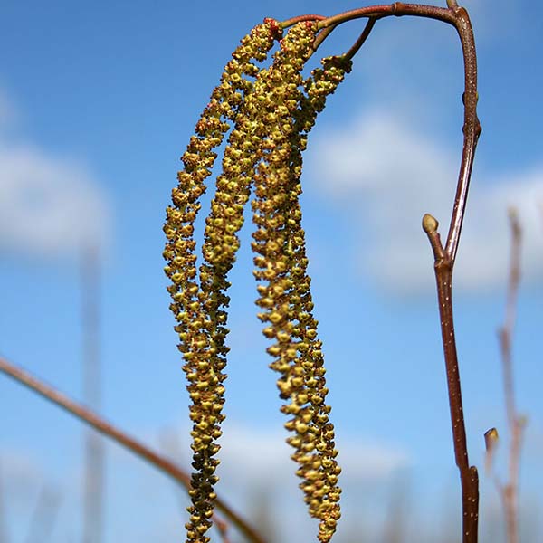 Close-up of brown catkins hanging from the branch of an Alnus cordata - Italian Alder Tree, a deciduous species, set against a clear blue sky—a subtle wildlife attraction.