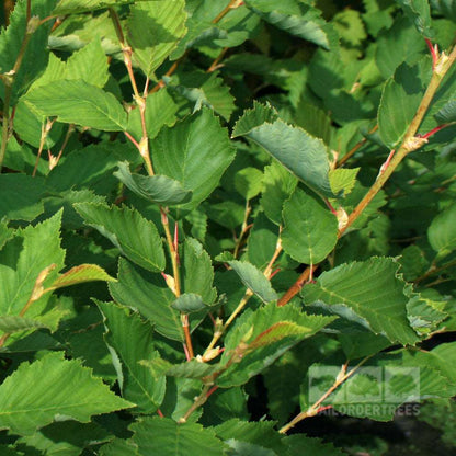 Close-up of dense green leaves with serrated edges on multiple branches from a fast-growing Alnus incana Aurea - Golden Alder Tree.