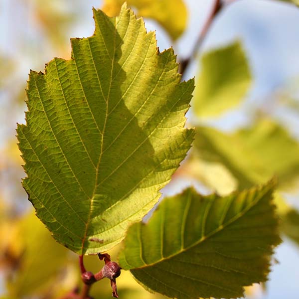 Close-up of golden leaves on a fast-growing branch of the Alnus incana Aurea, with sunlight highlighting their textured surface against a blurred background.