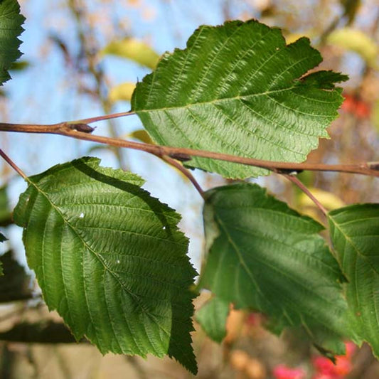 Alnus incana - Grey Alder Tree