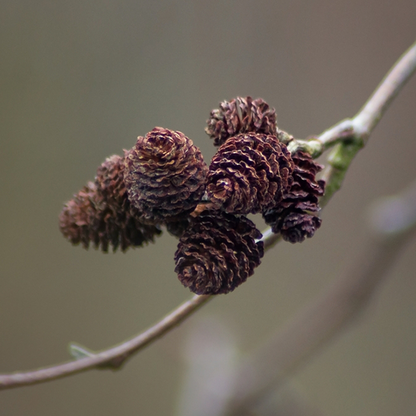 Alnus Glutinosa