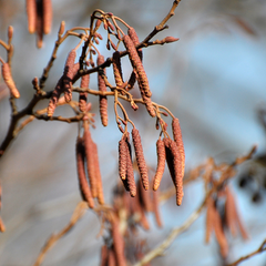 Alnus glutinosa - Common Alder Tree