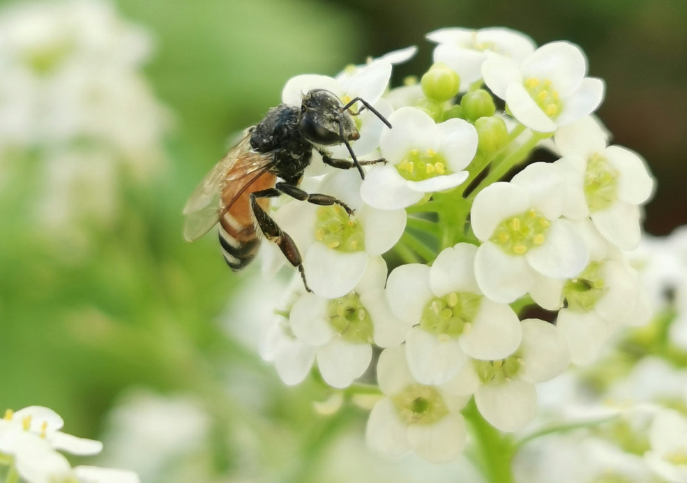 A Friend to Pollinators and Fragrant, Too.