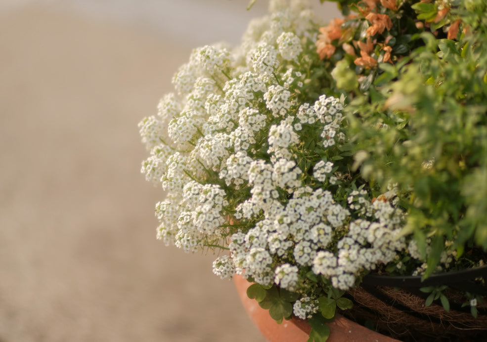 Seasonal Beauty and Versatile in the Garden.