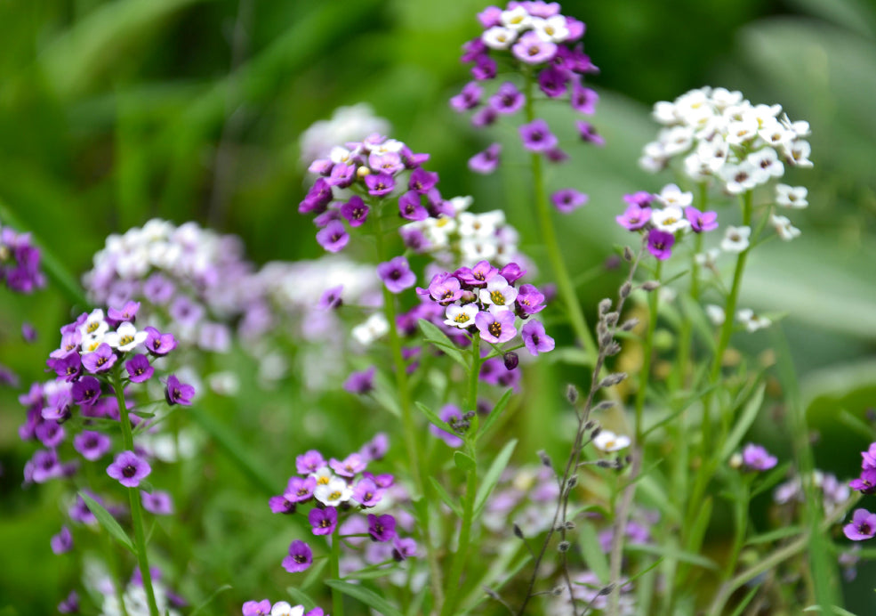 Alyssum: A Delightful Carpet of Colour.