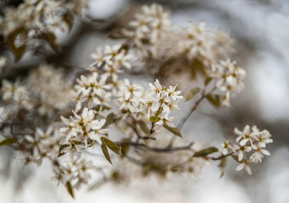 Amelanchier: An Elegant Choice for Every Season.