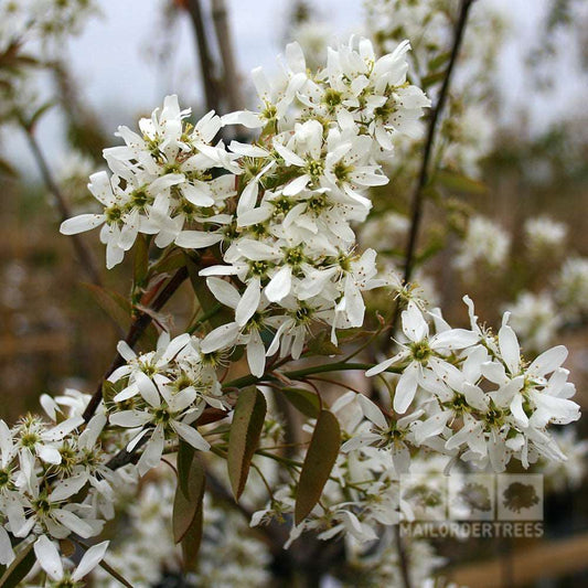 Amelanchier Ballerina - Snowy Mespilus Tree