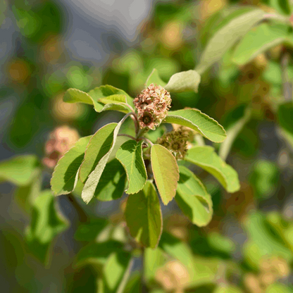 Close-up of green leaves and small, clustered flower buds on an Amelanchier Obelisk - Alder Leaved Serviceberry Tree, soon to transform into delicate white flowers.