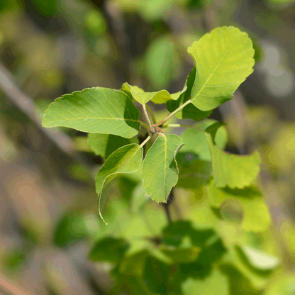 A close-up of a branch from the Amelanchier Obelisk – Alder-leaved Serviceberry Tree, showcasing fresh green leaves and white flowers against a blurred background.