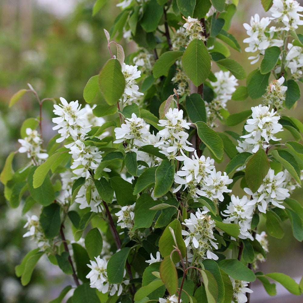 The Amelanchier Obelisk, also known as the Alder leaved Serviceberry Tree, features a cluster of small white flowers with green leaves decorating its branch, foreshadowing the appearance of purple-black fruits.