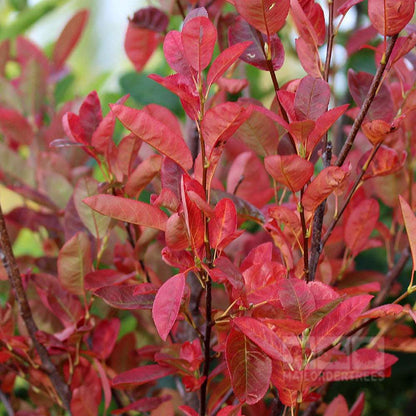 Close-up of an Amelanchier Rainbow Pillar - Snowy Mespilus Tree with vibrant red leaves and small branches, set against a blurred green background.