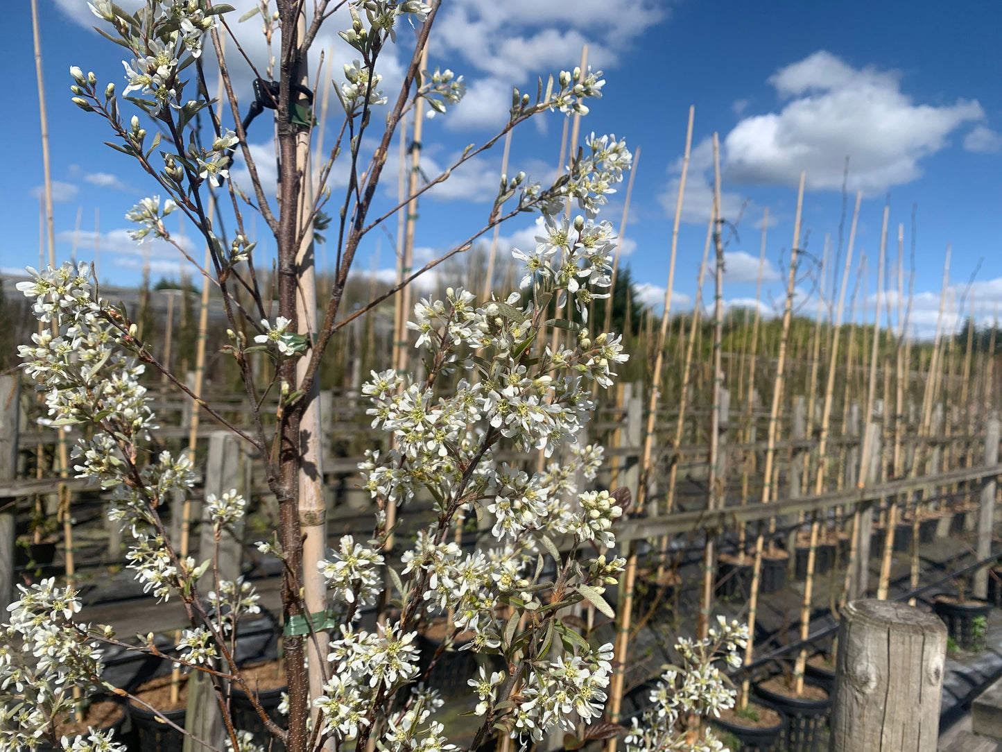 An Amelanchier Rainbow Pillar - Snowy Mespilus Tree, adorned with small white blossoms, graces the foreground, as rows of bamboo stakes rise against a vivid backdrop of blue sky and clouds. This stunning tree is renowned for its edible fruits that captivate both birds and admirers alike.