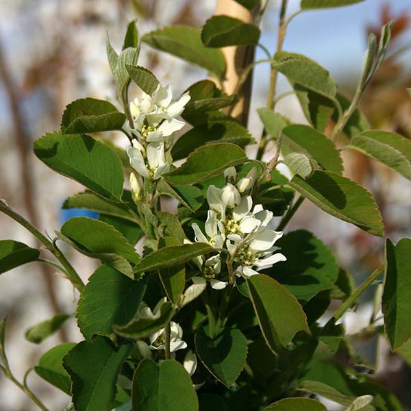 A close-up view of an Amelanchier Rainbow Pillar - Snowy Mespilus Tree, displaying its small white blossoms and dark green foliage, alluding to the edible fruits of the serviceberry.