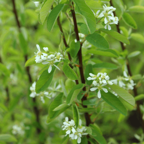 A branch of the Amelanchier Rainbow Pillar - Snowy Mespilus Tree displays clusters of small white flowers and green leaves against a blurred green background, suggesting its eventual growth into edible fruits.