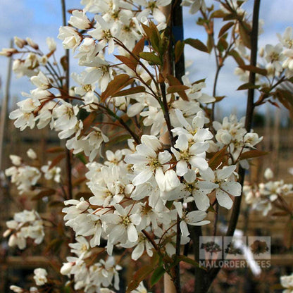 A branch of the Amelanchier Snowflake - Snowy Mespilus Tree bursts into bloom, its clusters of small white flowers contrasting beautifully against a blurred background, while hints of copper foliage peek through.