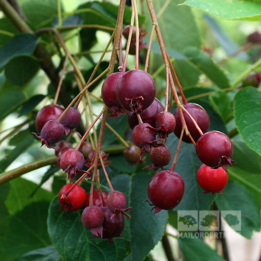 A close-up of the Amelanchier Snowflake - Snowy Mespilus Tree, featuring dark red and purple berries growing on a branch with green leaves in the background, enhanced by hints of copper foliage.